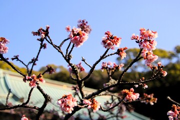 福岡県宗像市の鎮国寺の熱海桜