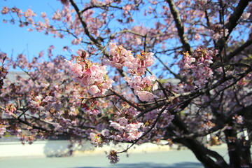 福岡県宗像市の鎮国寺の熱海桜