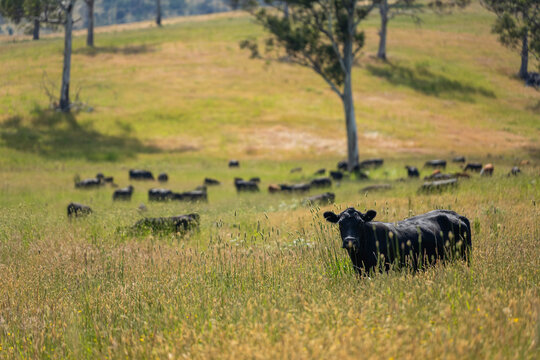 Australian wagyu cows grazing in a field on pasture. close up of a black angus cow eating grass in a paddock in springtime in australia