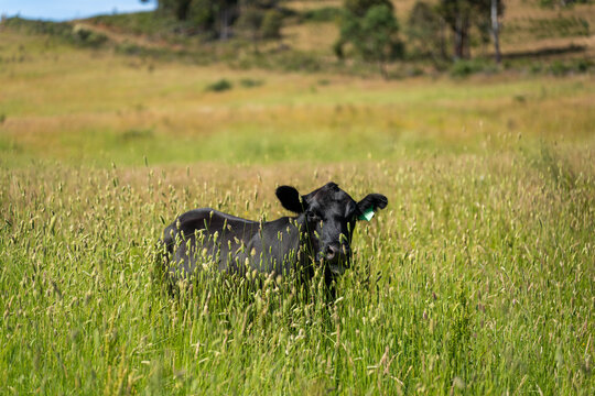 Australian wagyu cows grazing in a field on pasture. close up of a black angus cow eating grass in a paddock in springtime in australia