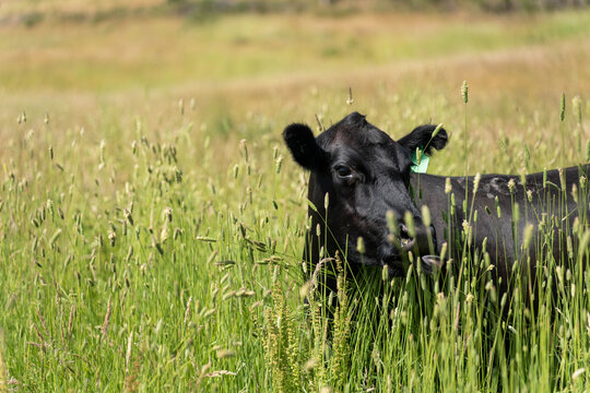 Australian wagyu cows grazing in a field on pasture. close up of a black angus cow eating grass in a paddock in springtime in australia