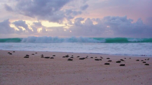 Baby sea turtles walking to the ocean at sunrise in Boa Vista, Cape Verde