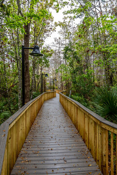 A peaceful boardwalk in Kissimmee, Florida, surrounded by lush greenery, perfect for nature walks and serene moments.