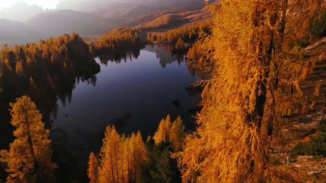 Flying close to a golden larch tree on the lake shore of Lago Federa, Dolomites Italy