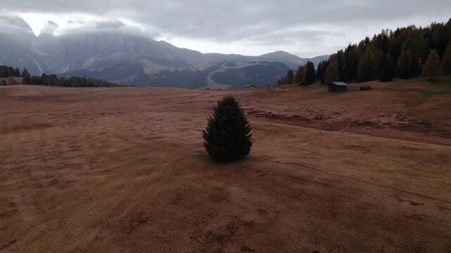 Drone orbit around lonely pine tree at Seiser Alm valley in Dolomites Italy
