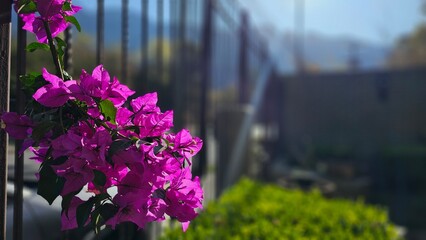 Bougainvillea