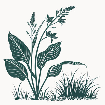 arrowroot silhouette