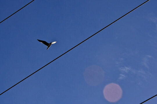 Gull flying between electric cables with one wing illuminated and lens flare circles