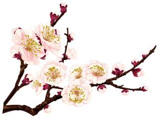 Pink Plum Blossom Flowers Close-Up Illustration