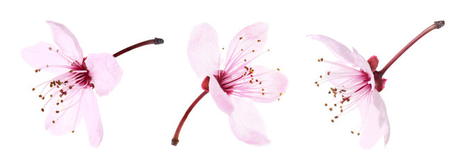 Spring sakura flowers with pink petals isolated on white, set. Seasonal blossom