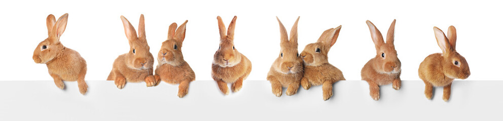 Adorable rabbits peering out of banner on white background © New Africa
