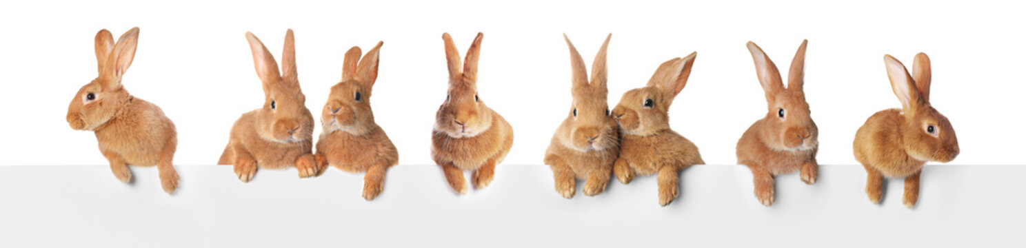 Adorable rabbits peering out of banner on white background
