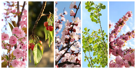 Spring season. Branches with blossoms, green leaves and cherries, collage. Banner design