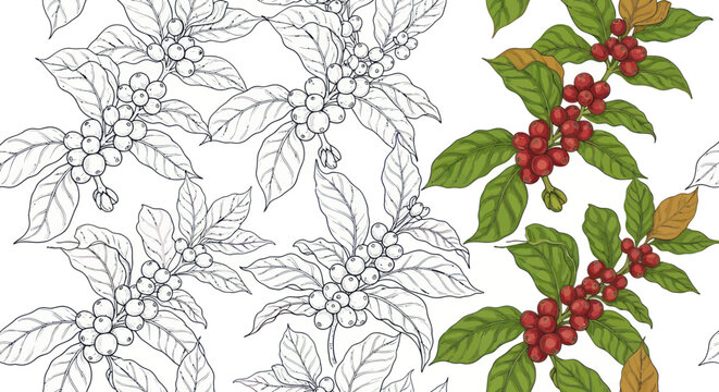 Seamless Coffee Plant Pattern: Outline and Color Illustration