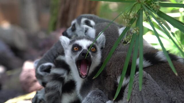 ring tailed lemur