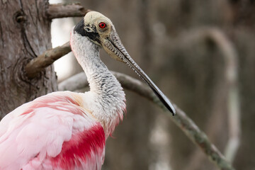 Roseate Spoonbill Close-Up Portrait in Wetland Habitat