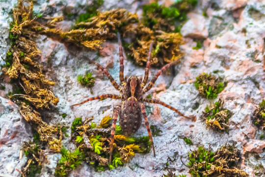Wolf spider Lycosidae, gray tarantula in mexiquillo durango