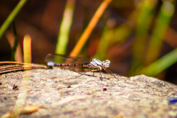Scarlet mountain horse (Hetaerina vulnerata), blue dragonfly with red and blurred background, in Mexiquillo, Durango, Sierra Madre Occidental