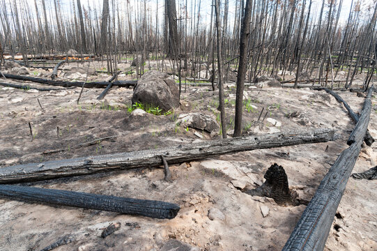 Canada, BC, Clinton.  Burned trees after forest fire in the BC Cariboo district.