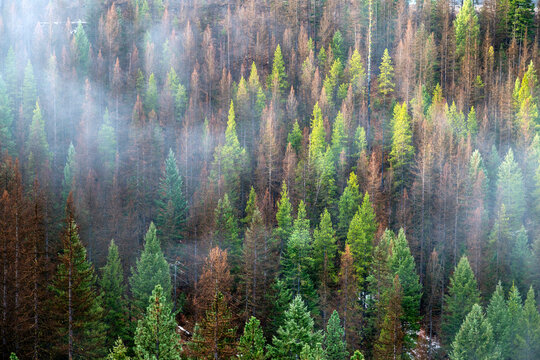 Canada, BC, Rock Creek.  Overhead view of misty coniferous forest.  Some of the trees have died due to Mountain Pine Beetle infestation