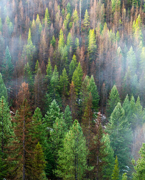 Canada, BC, Rock Creek.  Overhead view of misty coniferous forest.  Some of the trees have died due to Mountain Pine Beetle infestation