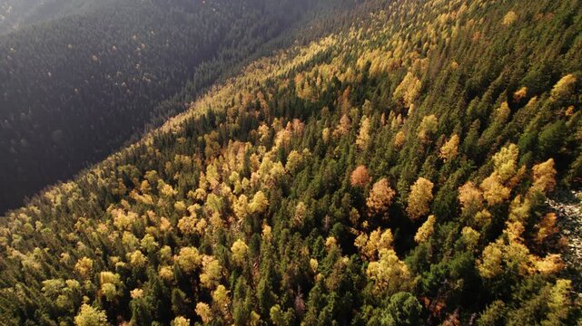 Flying above colorfull autumn forest and deep mountain valley