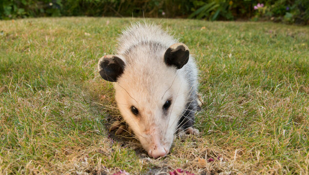 Canada, BC, Delta.  Closeup view of a possum.