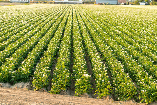 Canada, BC, Delta.   View of orderly potato fields beside the Brunswick Dyke.