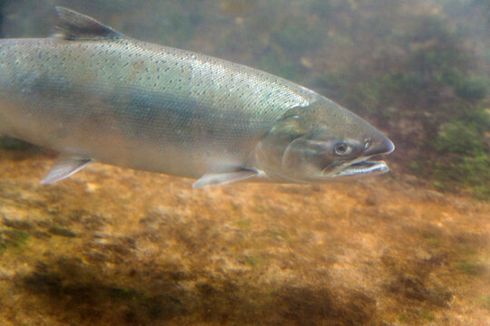 USA, WA, Seattle.  Ballard Locks.  Sockeye salmon swiming through the fish ladder.