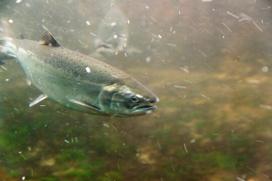 USA, WA, Seattle.  Ballard Locks.  Sockeye salmon swiming through the fish ladder.