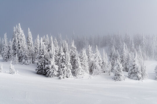 Canada, BC, Sun Peaks.  Frosty, winter alpine conditions at the peak of Todd Mountain in Sun Peaks Resort.