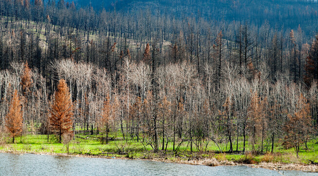 Canada, BC, Loon Lake.  Burned trees after forest fire in the BC Cariboo district.