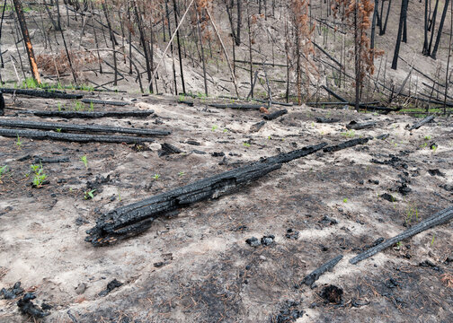 Canada, BC, Clinton.  Burned trees after forest fire in the BC Cariboo district.