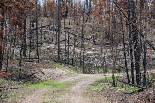 Canada, BC, Clinton.  Burned trees after forest fire in the BC Cariboo district.