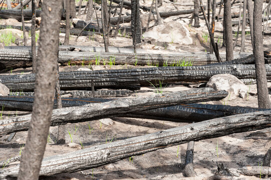 Canada, BC, Clinton.  Burned trees after forest fire in the BC Cariboo district.