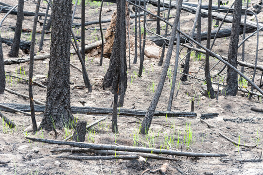 Canada, BC, Clinton.  Burned trees after forest fire in the BC Cariboo district.