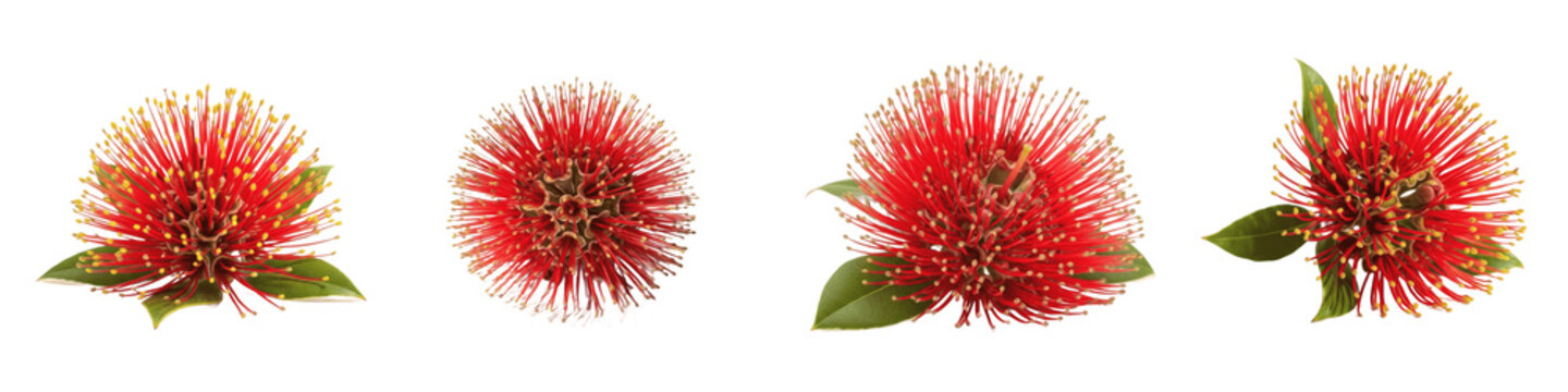 Set and collection of red Metrosideros excelsa Pohutukawa flowers with green leaves isolated on white transparent png background.