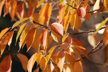 Fototapeta premium Orange leaves in fall with blurred background