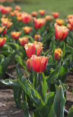 Orange fringed tulips blooming in spring field at golden hour