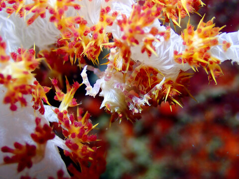 Macro shot of Candy Crab found in Mabul Island
