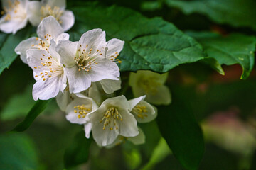 Fototapeta premium Close-up of beautiful white jasmine flowers blooming in a garden with green leaves