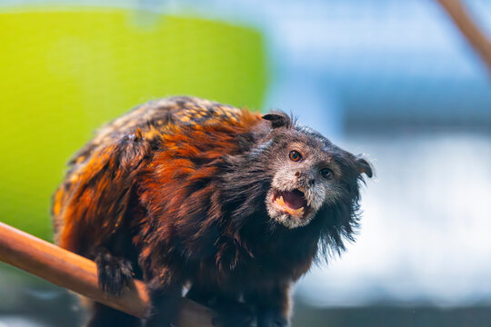 The red-mantled saddle-back tamarin (Leontocebus lagonotus) is a species of saddle-back tamarin, a type of small monkey from South America. 
