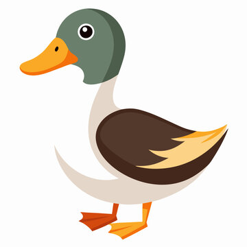 Illustration des canards sur l&rsquo;eau