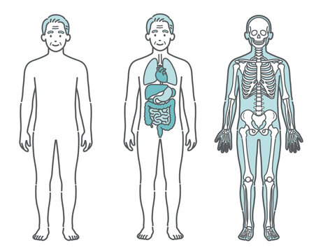 表面・内臓・骨格がわかるシニア男性の人体図・全身モデルのイラストセット（正面）