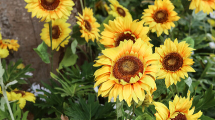 Fototapeta premium Close-up photo of vibrant yellow sunflowers blooming in a lush garden. The bright petals and rich brown centers create a cheerful summer atmosphere, surrounded by fresh green foliage.