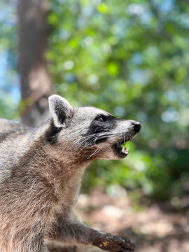 Mapache comiendo