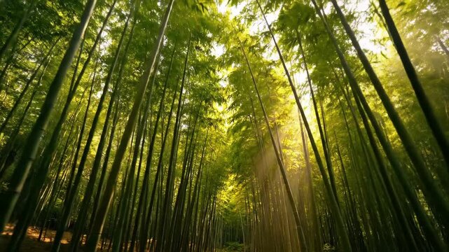 Sunlight filtering through a dense bamboo forest