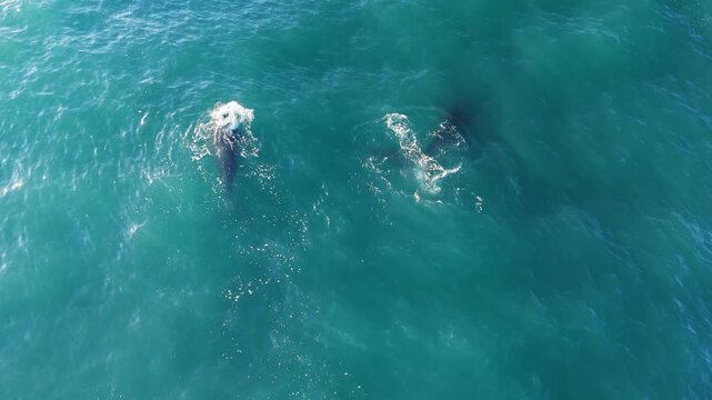 Aerial drone view of a large southern right whale mother swimming close to the surface with her calf beside her in turquoise waters, spouting gentle fountains and showing tender interaction