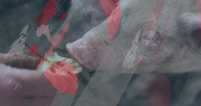 Pressing pig snout toward small food piece at farm pen, showing earth-toned forearm and overlays