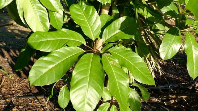 Glossy green tropical plant leaves blowing in breeze